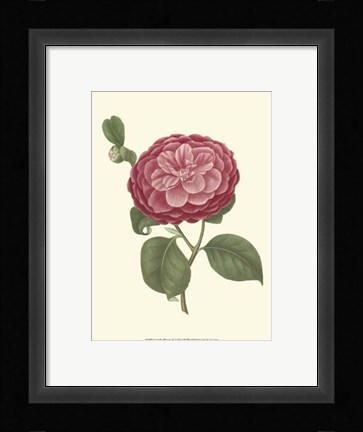 Framed Camellia Blooms IV Print