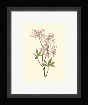 Framed Garden Potpourri III Print