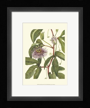 Framed Garden Potpourri IX Print