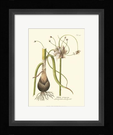 Framed Allium, Pl. 261 Print