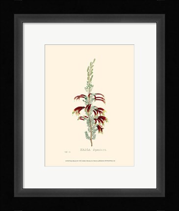 Framed Petite Blooms III Print