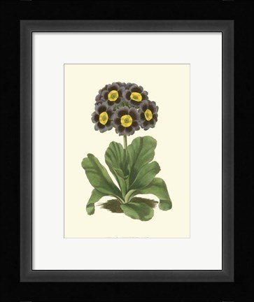 Framed Antique Primula I Print