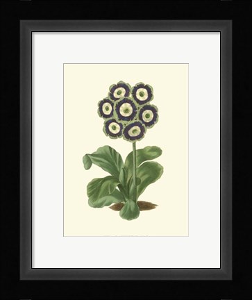 Framed Antique Primula II Print