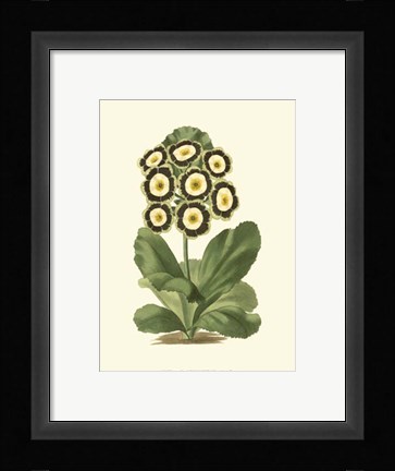 Framed Antique Primula III Print
