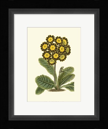 Framed Antique Primula IV Print