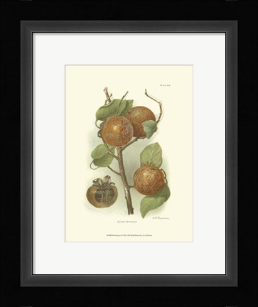 Framed Persimmon I Print