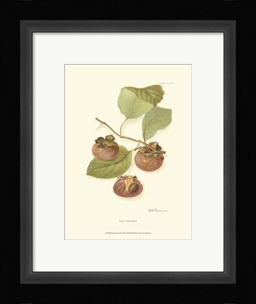 Framed Persimmon II Print