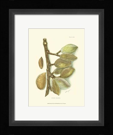 Framed Almond Print