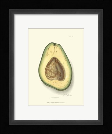 Framed Avocado Print
