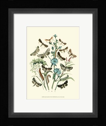 Framed Garden Butterflies II Print