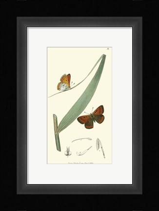 Framed Nature Study I Print