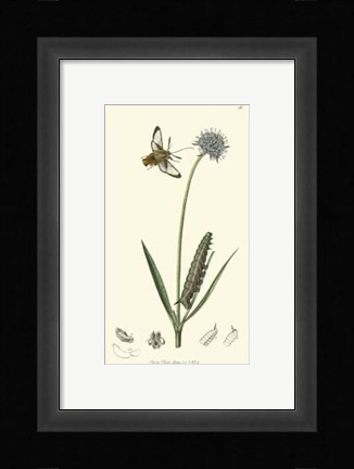 Framed Nature Study II Print