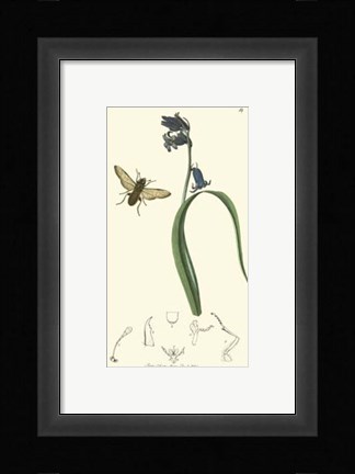 Framed Nature Study III Print