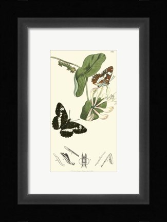 Framed Nature Study IV Print