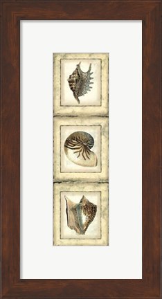 Framed Small Rustic Shell Panel II Print