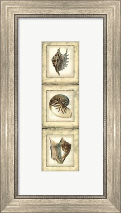 Framed Small Rustic Shell Panel II Print