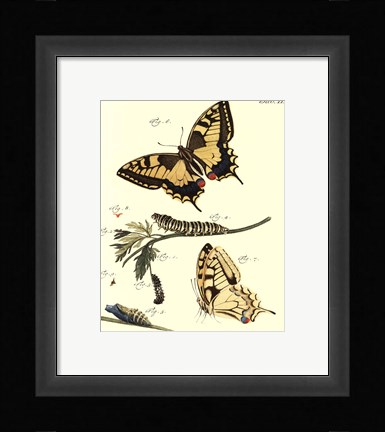 Framed Butterfly Metamorphosis III Print