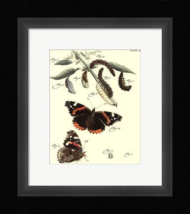Framed Butterfly Metamorphosis IV Print