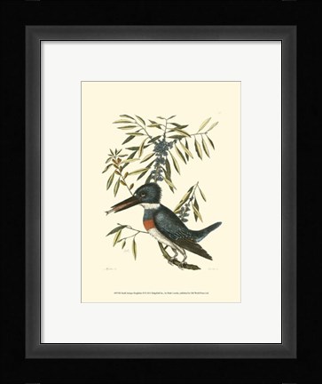 Framed Small Antique Kingfisher II Print