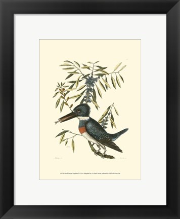 Framed Small Antique Kingfisher II Print