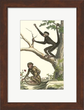 Framed Coaita and Sajou Monkeys Print