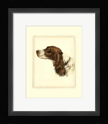 Framed Cocker Spaniel Print