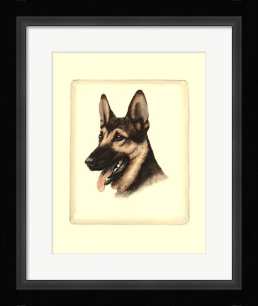 Framed German Shepard Print