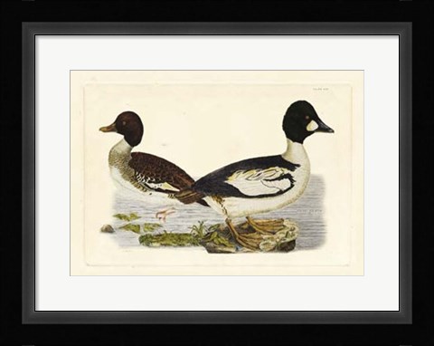 Framed Duck I Print