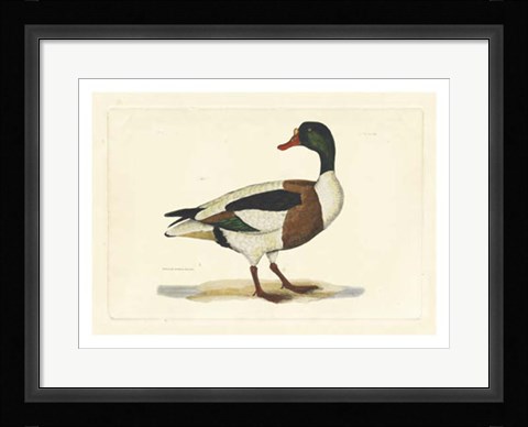 Framed Duck II Print
