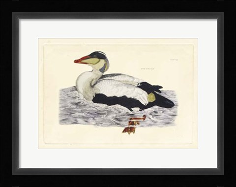 Framed Duck III Print