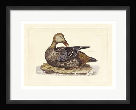 Framed Duck IV Print