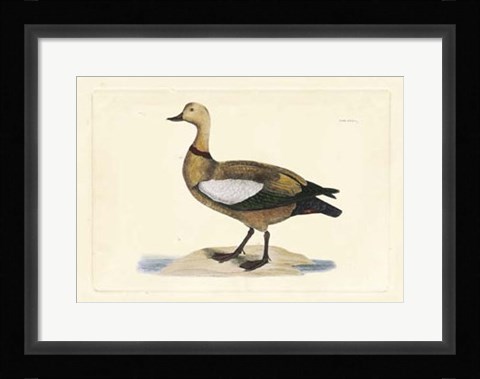 Framed Duck V Print