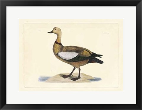 Framed Duck V Print