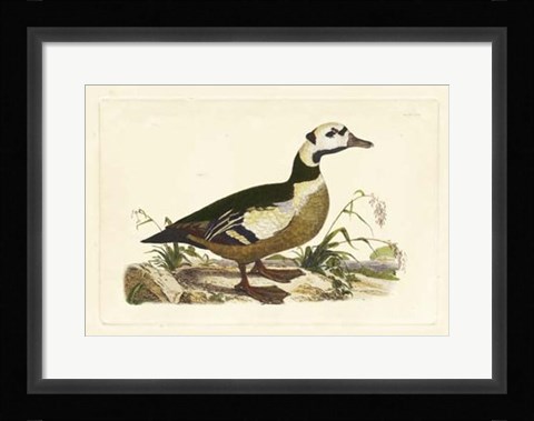 Framed Duck VI Print