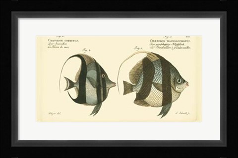 Framed Antique Fish I Print