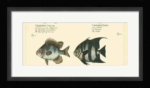 Framed Antique Fish II Print