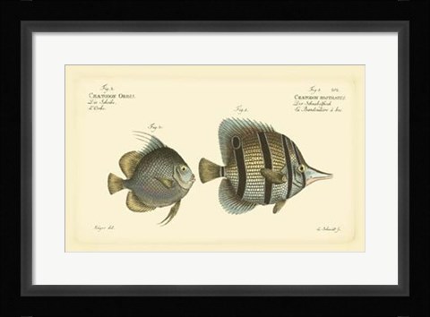 Framed Antique Fish III Print