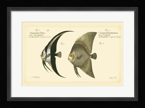 Framed Antique Fish IV Print