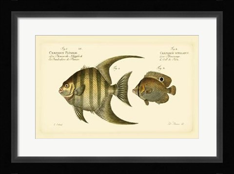 Framed Antique Fish VI Print