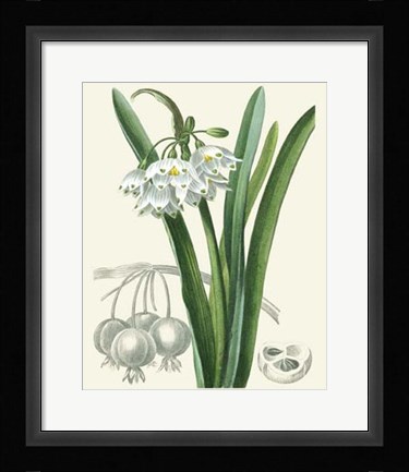 Framed Les Fleurs Blanches I Print
