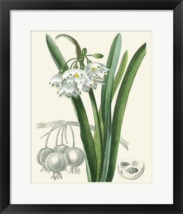 Framed Les Fleurs Blanches I Print