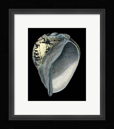 Framed Treasures of the Sea VI Print