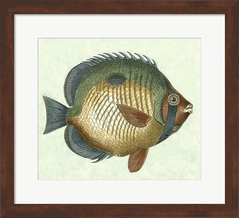 Framed Butterfly Fish I Print