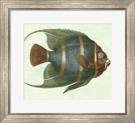 Framed Angel Fish I Print