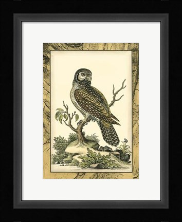 Framed Majestic Perch III Print