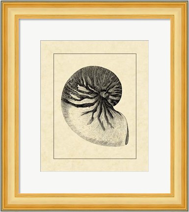 Framed Vintage Shell I Print