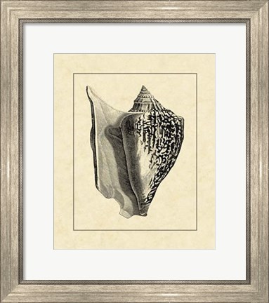 Framed Vintage Shell IV Print