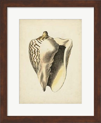 Framed Sealife Collection I Print
