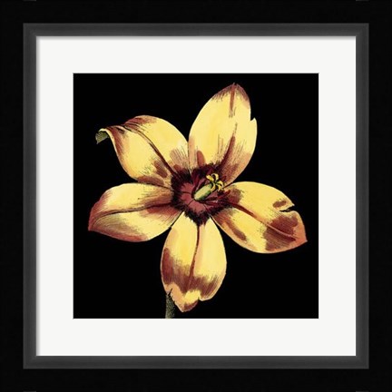 Framed Dramatic Blooms IV Print