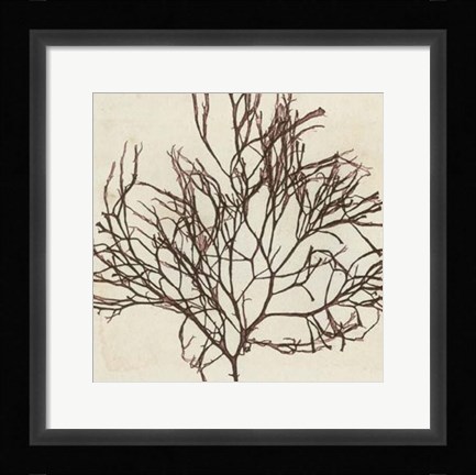 Framed Brilliant Seaweed II Print